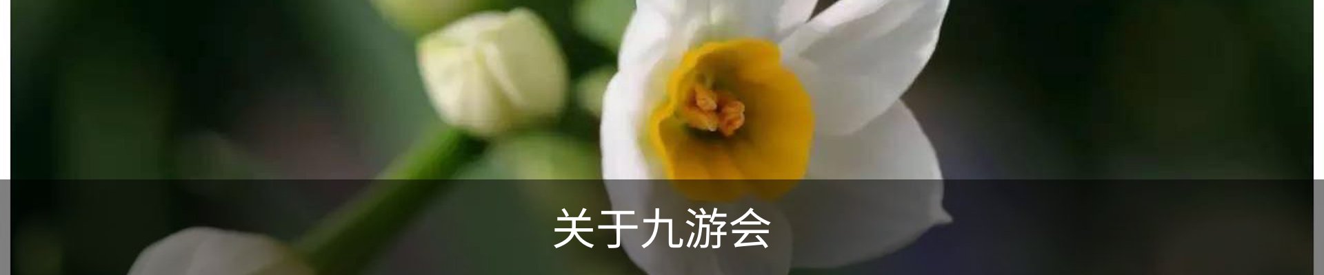 关于九游会
